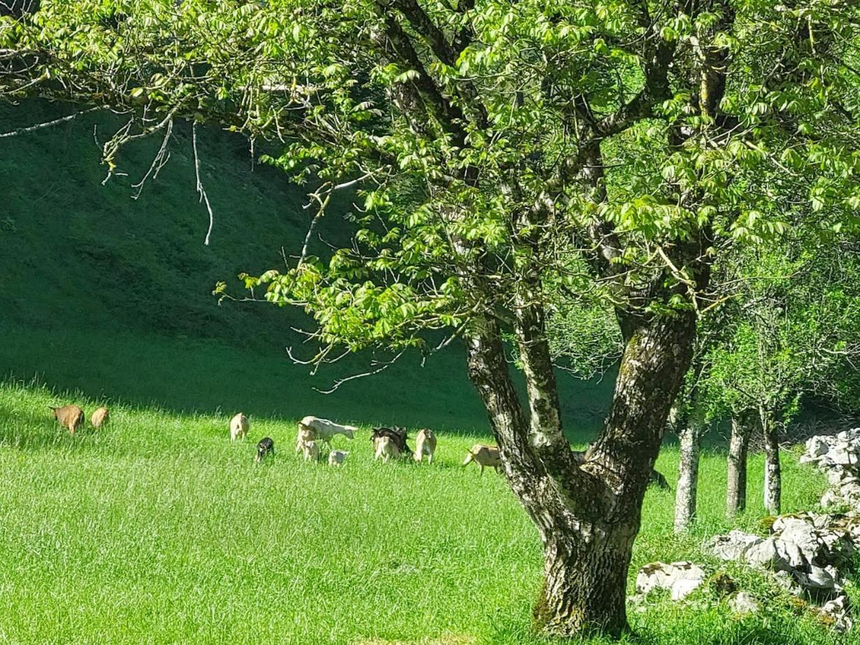 Domacija Pri Ivankovih