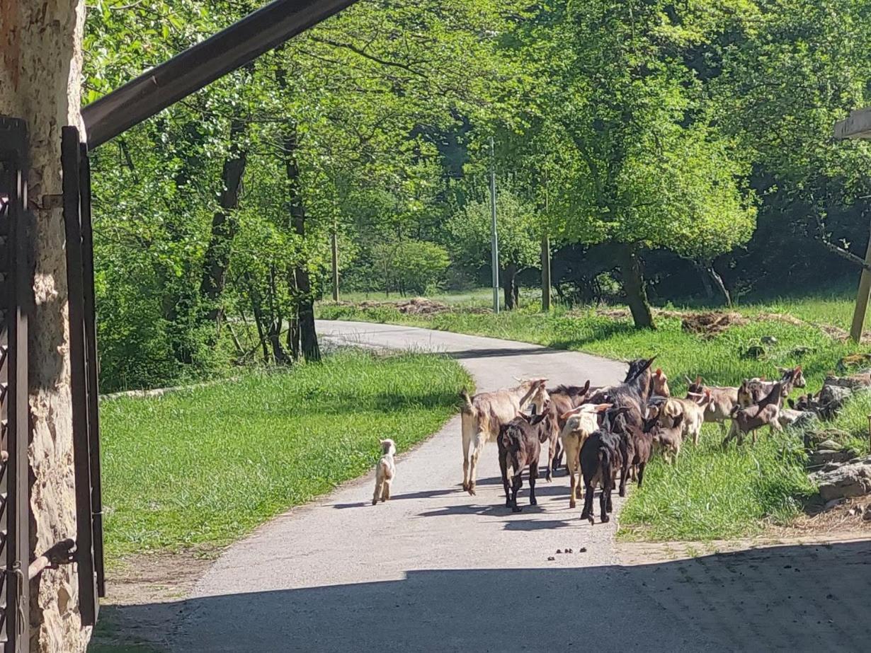 Domacija Pri Ivankovih Počitniška hiša *