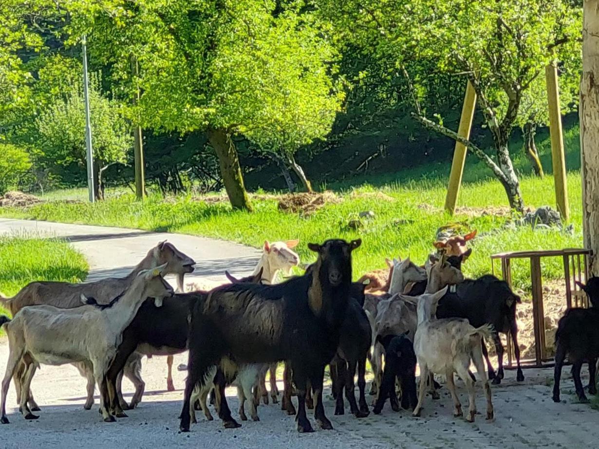 Domacija Pri Ivankovih Počitniška hiša Osilnica